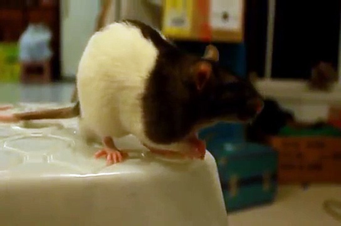 Pet rat making strange honk noise