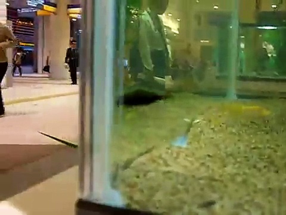 汐留のゲンゴロウ＆タガメ...　A Diving Beatle in Tokyo