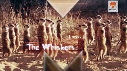 O Reino do Suricato III - Ep.4 - Odisseia