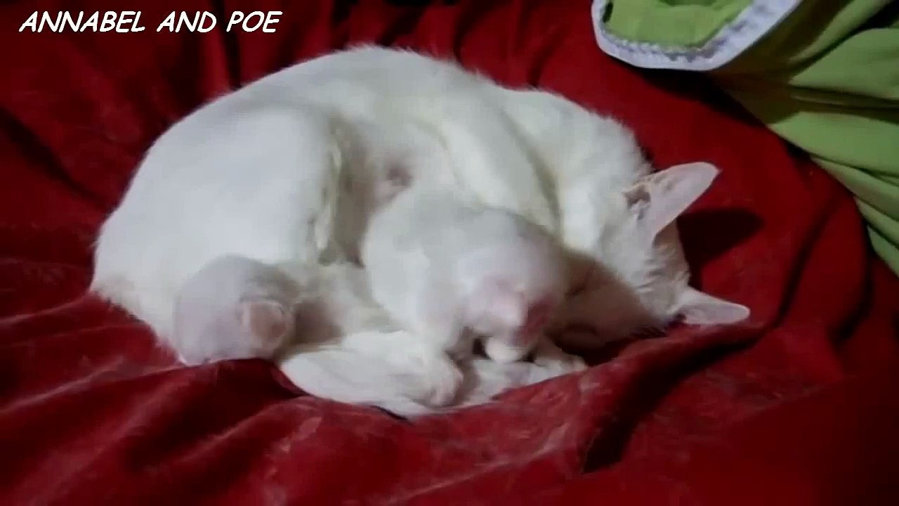 Maman chat aime tellement ses enfants qu'elle n'a qu'une envie, les serrer très fort dans ses pattes