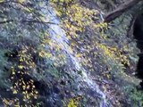 Waterfall WAAAAAY up there! Watkins Glen State Park