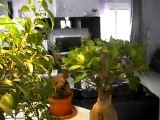 Gualdo Tadino, ficus benjamin e ficus microcarpa ginseng, 4 bellissimi bonsai....AVI