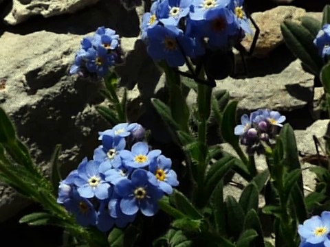 Myosotis des Pyrénées