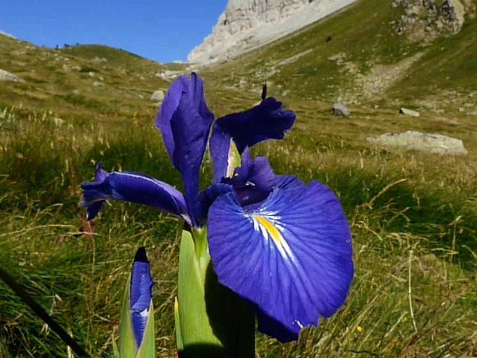 Iris des Pyrénées