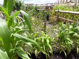 Agriculture urbaine Antananarivo (Madagascar)