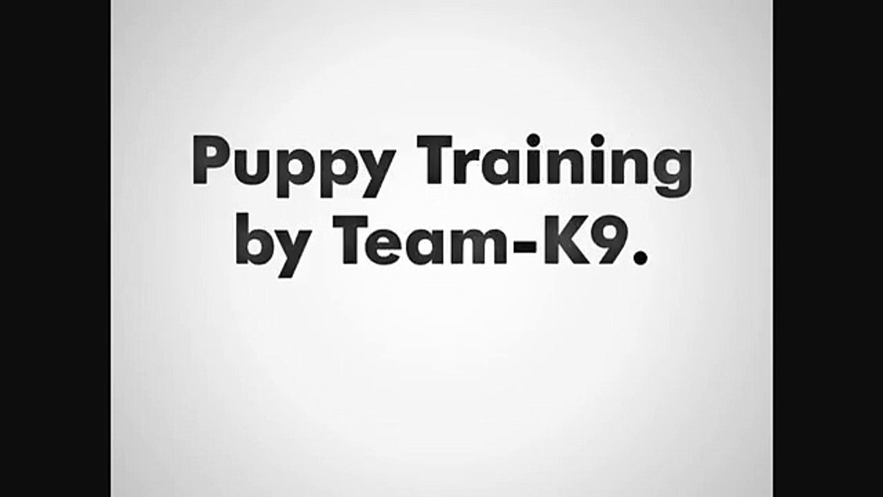Hire TEAM-K9 For Best Puppy Training at Mississauga