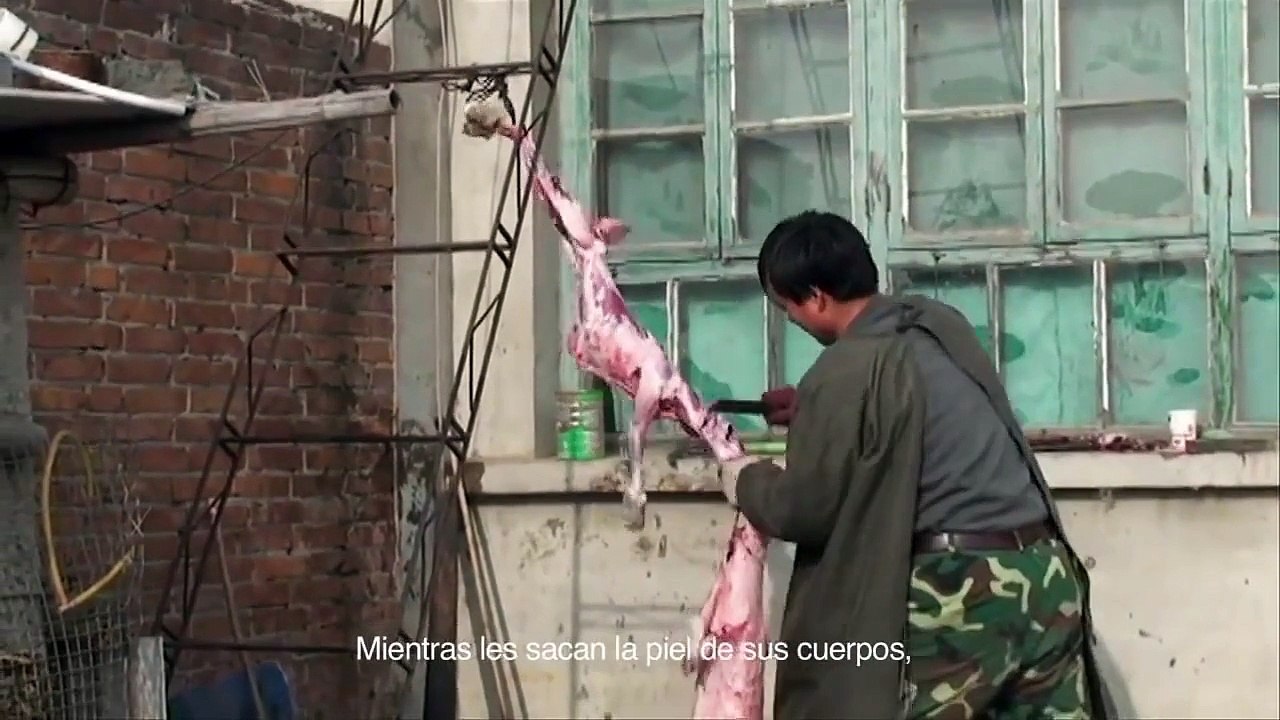 Animal World - Human Cruelty to Animals - China