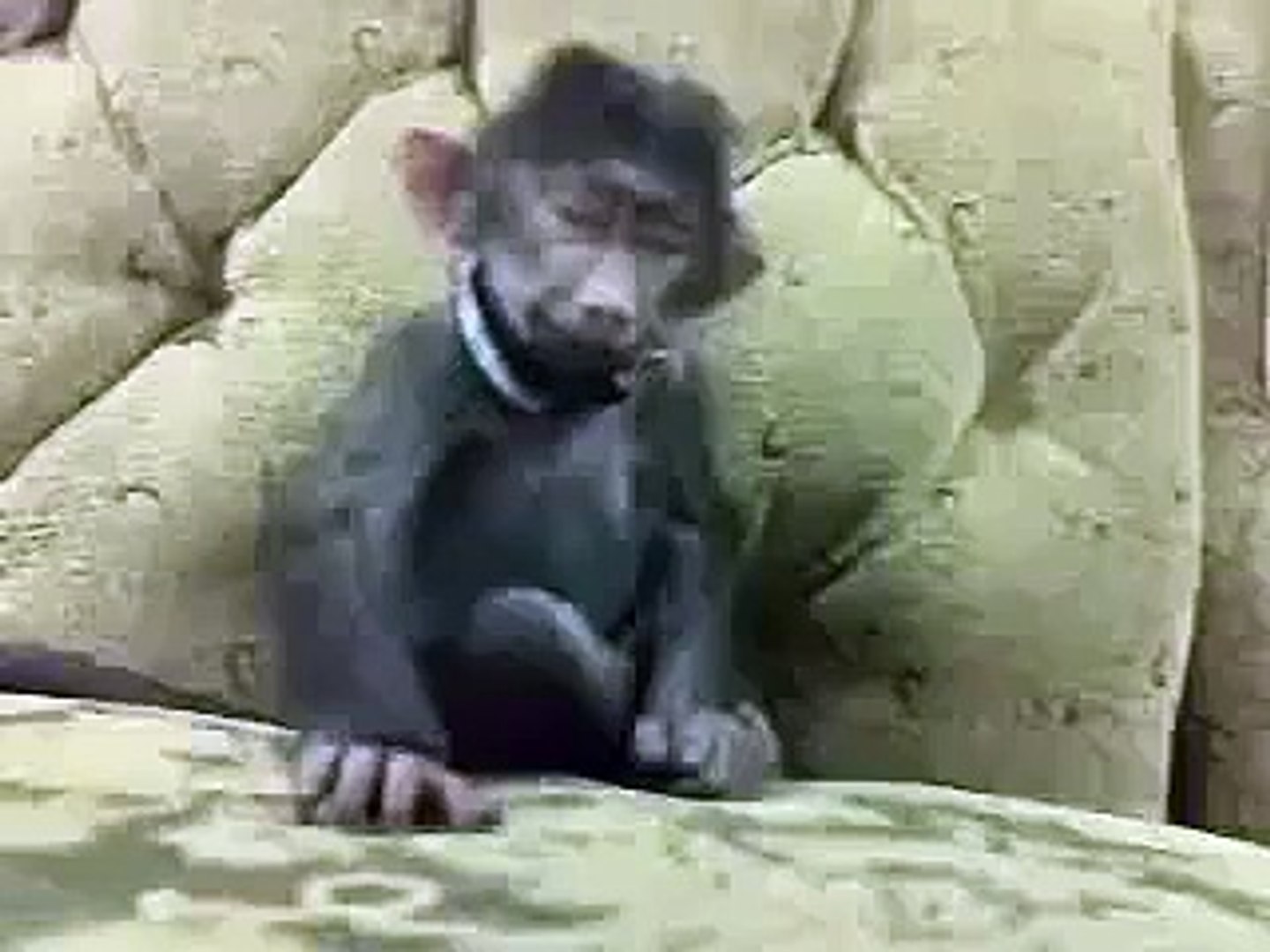 Funny Monkey - Funny Video _ Funny Clips _ Funny Animals