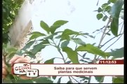 Saiba para que servem plantas medicinais