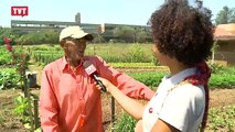 Em São Bernardo, hortas urbanas são alternativa de alimentação sem agrotóxicos