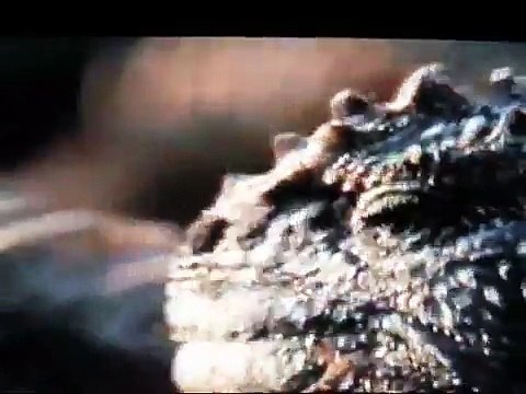 MARINE IGUANAS OF THE GALAPAGOS - Discovery Animals Nature