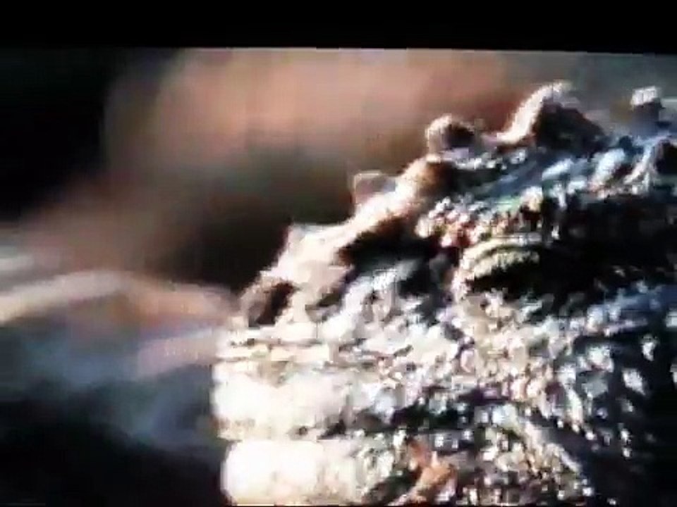 MARINE IGUANAS OF THE GALAPAGOS - Discovery Animals Nature