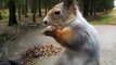 Cute squirrels eating nuts