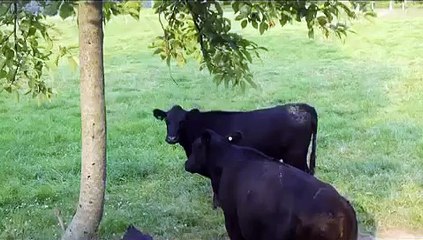When Evil mad Cows Attack
