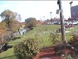Super Size Seagull- Ducks and Seagull eat french fries
