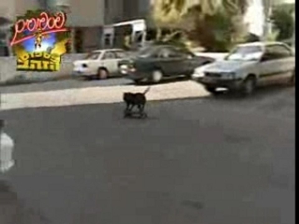Skatedog[1]