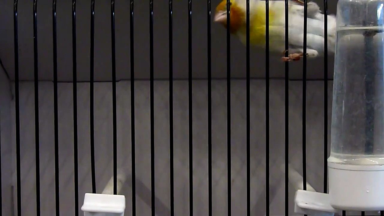 HYBRIDE CHARDONNERET X CANARI