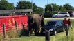 Elephants go on rampage after being beaten in Danish town