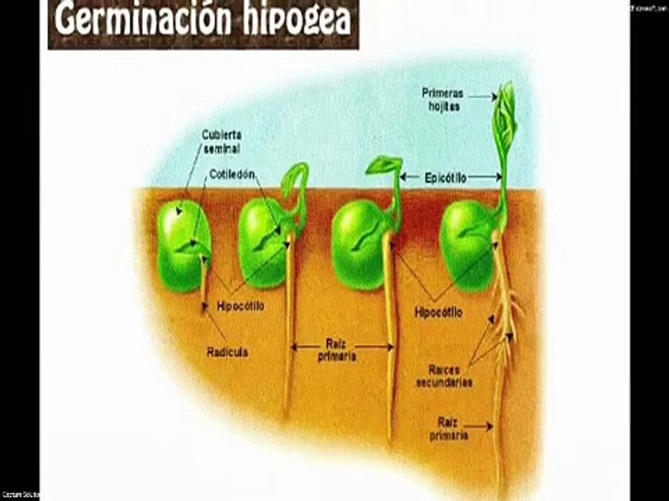 Ciclo de vida de planta de lenteja