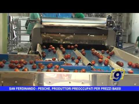 SAN FERDINANDO | Pesche, produttori preoccupati per i prezzi bassi