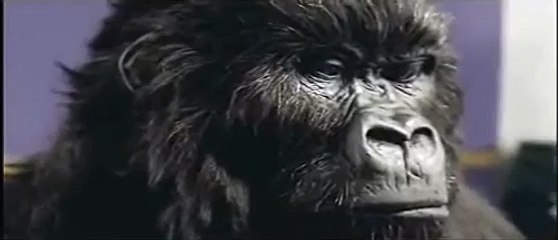 Cadbury's Gorilla Advert Aug 31st 2007
