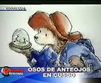 EL OSO DE ANTEOJOS PERUANO -2