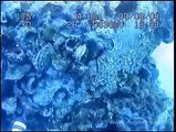 Falcon Seaeye Rov II Underwater Inspections - Neptun Sub ROV