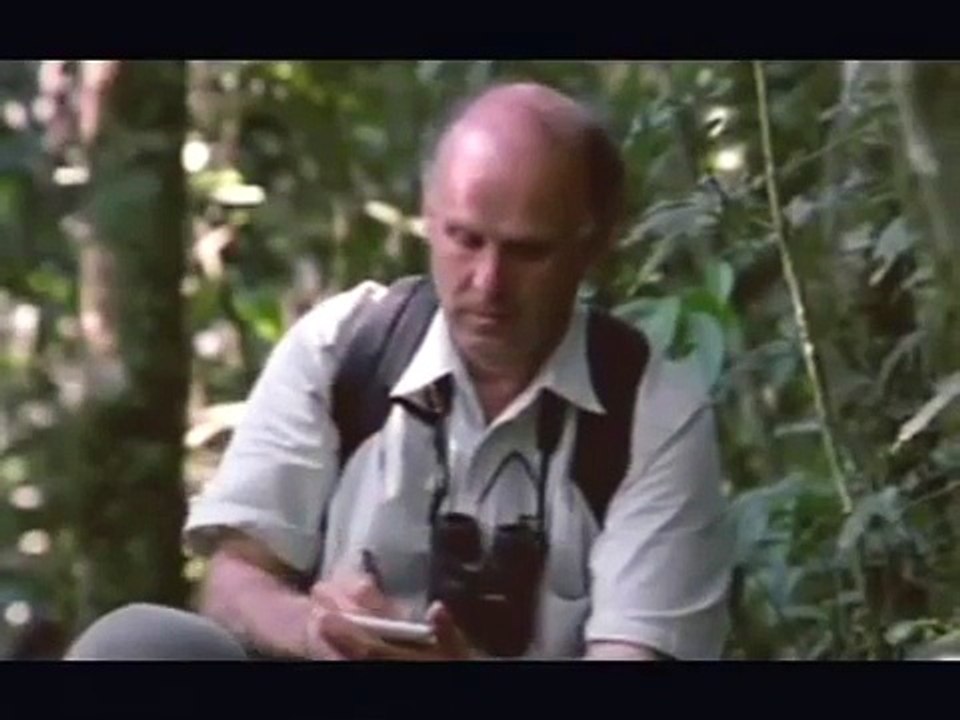 bonobos & chimps