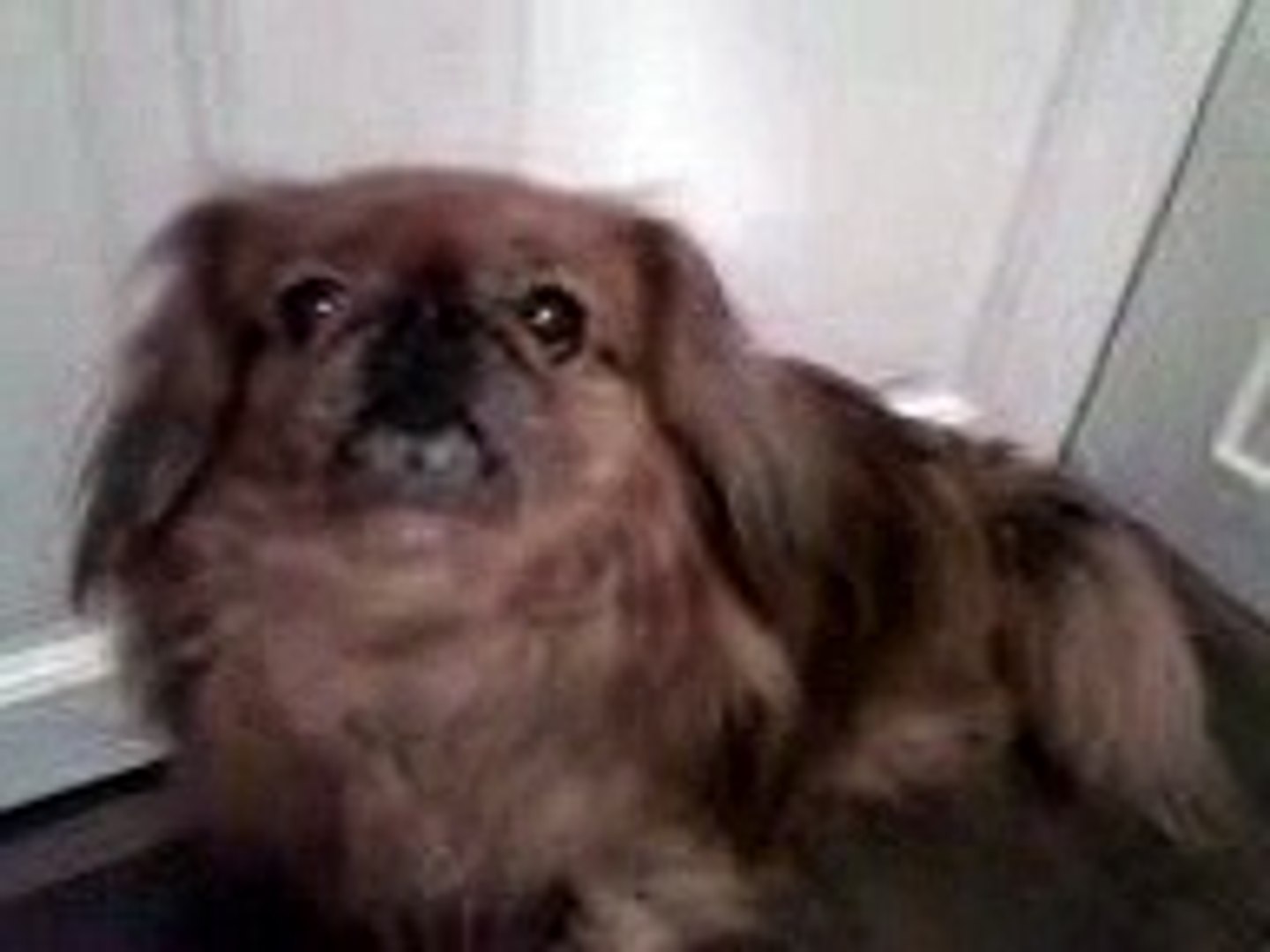 angry pekingese