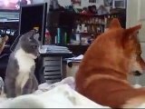 Shiba Inu and her kitty pt 1