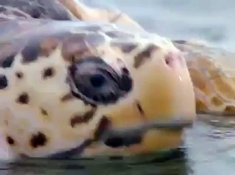 Milo & Otis - Otis rides a turtle to shore