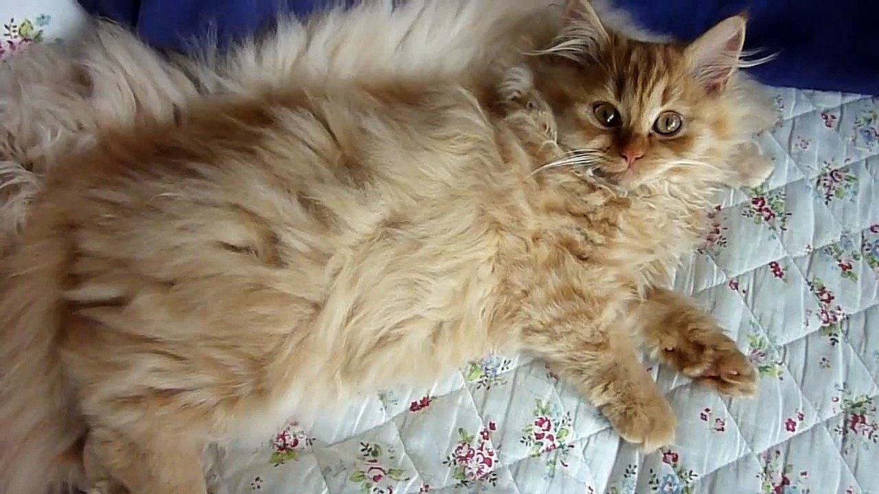 Victoria & Gustav - Traditional Persian Cats