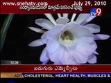 Brahma Kamal..flower that blossoms once a year