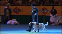 Vulnerable Breeds Parade 2008 - Irish Red and White Setter