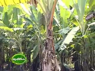Cultivation of Kaveri Banana (Pisang lilin) : A new banana variety