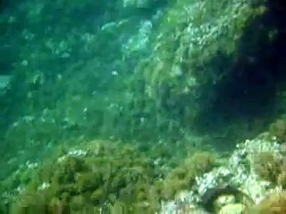 Cattura Polpo Pesca Apnea