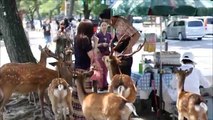 Walking around in Japan, random videos   pics at the end (deer park, kyoto, tokyo, yokohama)