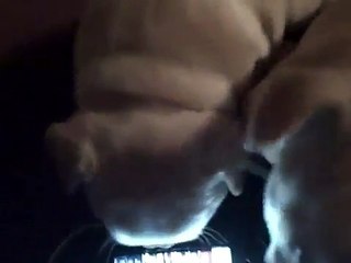 Aristocrat French Bulldog puppies born on Thanksgiving Day!