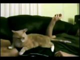 Il gatto che fa trololololol - Assolibrevi