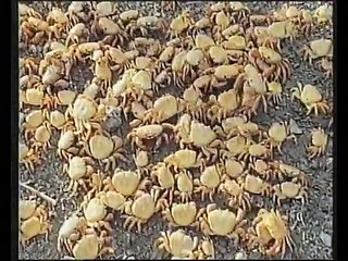 documentario Clipperton Jacques Cousteau - L'Isola dimenticata dal tempo La grande avventura del