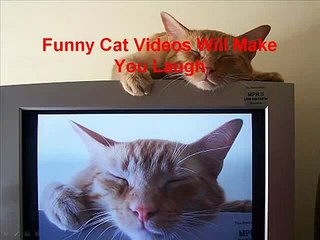 Funny Cat Videos That Will Make You Laugh! Share This!-copypasteads.com