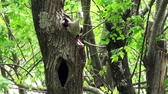 NIDOS Y PICHONES, La Reproducción de la Aves