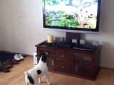 Jack Russell Terrier Barks At Animal Planet