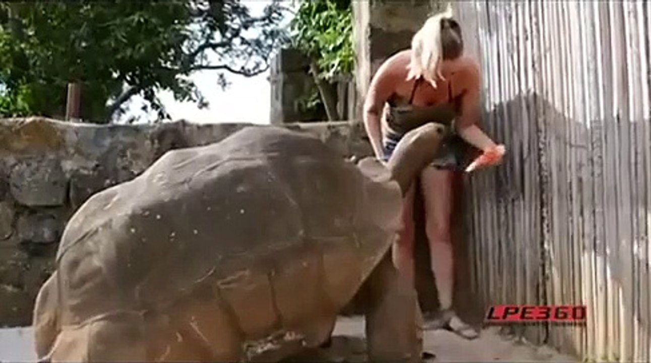 Woman and Giant Tortoise Eating
