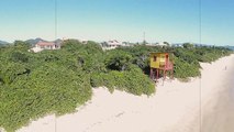 Praia da Daniela - Florianópolis