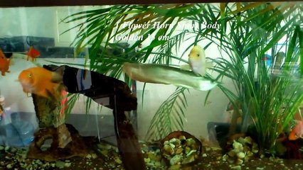 MI ACUARIO 520 LITROS Jymser Toledo Qro, Mèxico.