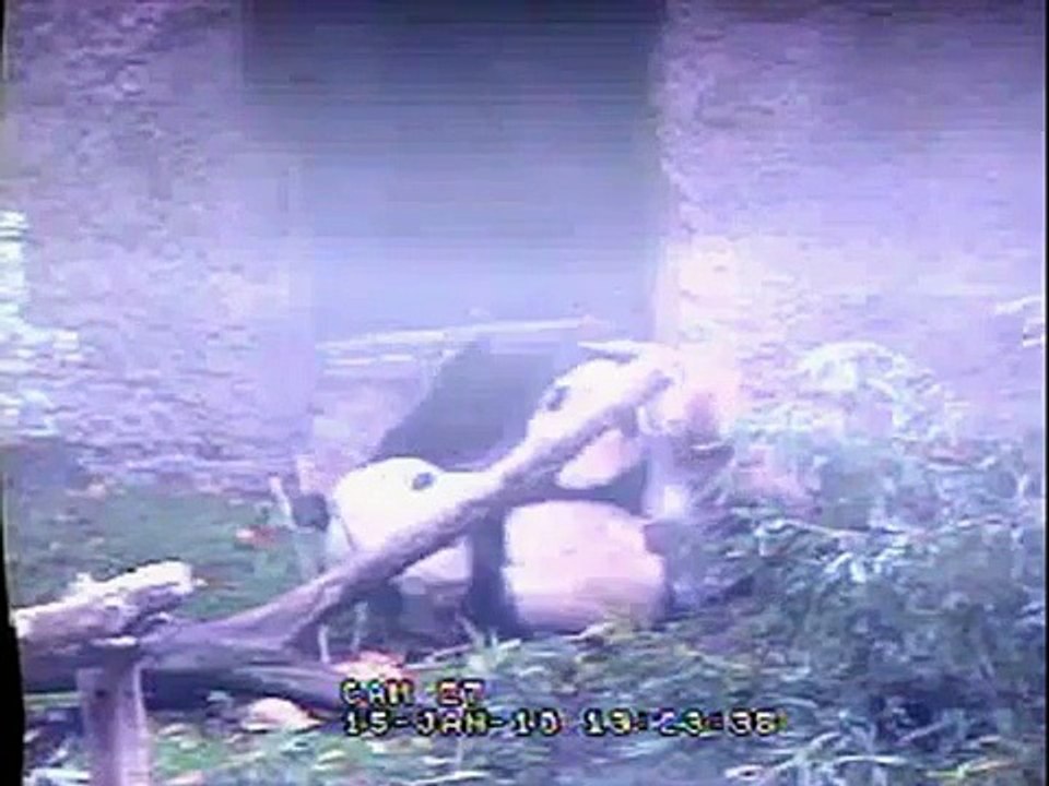 2010-01-15 Yun Zi: "Mommie Mowed Me Over!"