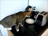 FUNNY CAT VIDEOS PART 4 Funny Cat Videos _ Funny Cats Videos-copypasteads.com