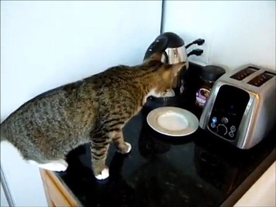 FUNNY CAT VIDEOS PART 4 Funny Cat Videos _ Funny Cats Videos-copypasteads.com