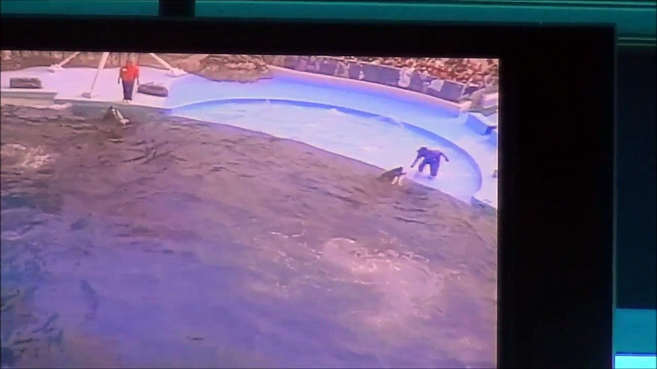 名古屋港水族館 シャチ４頭そろいぶみ ver. 2014.1.25